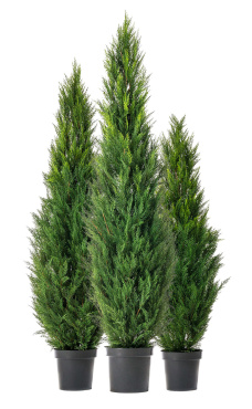 Туя уличная Элегант