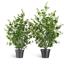 Эвкалипт куст зелёный