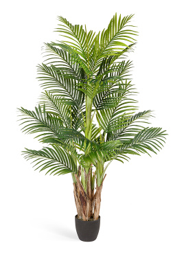 Пальма Арека Бетель 5 стволов