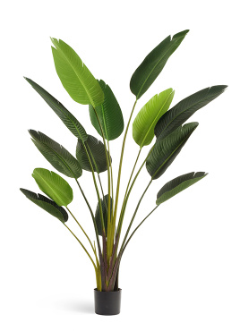 Стрелиция Style зелёная