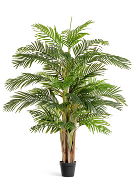 Пальма Арека Катеху де Люкс