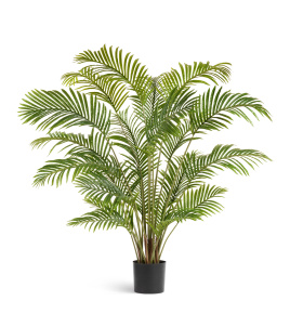 Пальма Арека Хризалидокарпус