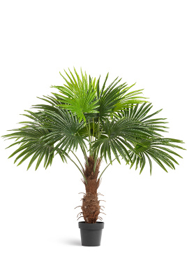 Пальма Вашингтония