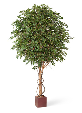 Фикус Бенджамина Гигантский