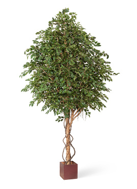 Фикус Бенджамина Гигантский