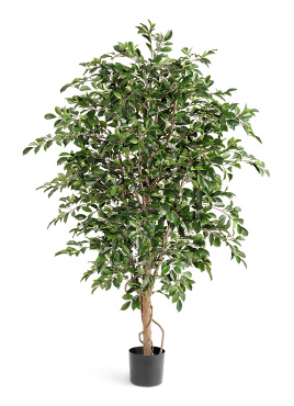 Фикус Фолиа зелёный