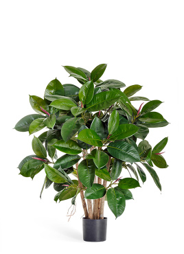 Фикус Эластика куст зелёный