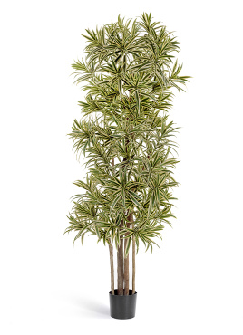 Драцена Рефлекса Золотая