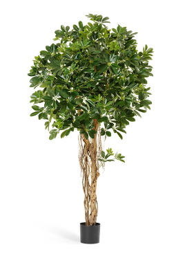 Шеффлера зонтичная зелёная