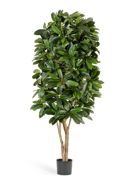 Шеффлера Леди