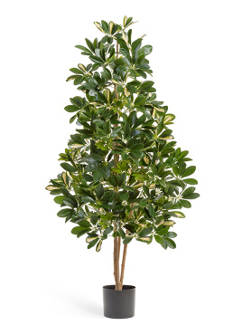 Шеффлера натуральная пёстрая