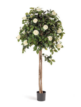 Камелия на штамбе кремовая