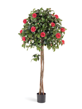 Камелия на штамбе тёмно-розовая