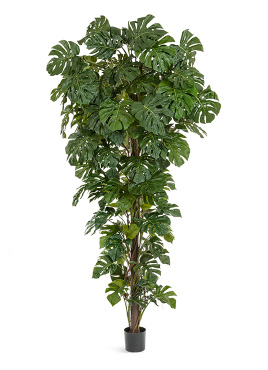 Монстера на стволе Гигантская