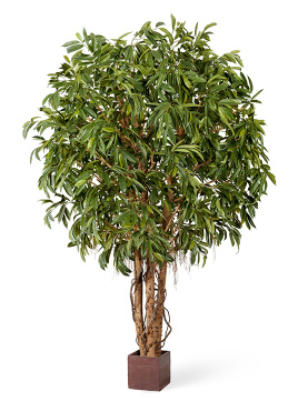 Лонгифолия широколистная Гигантская