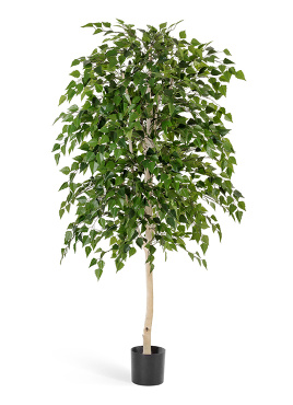 Берёза натуральная