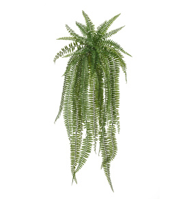 Папоротник Бостон Элегант ампельный