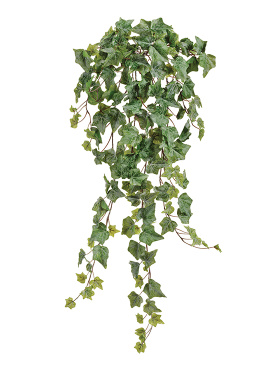 Английский плющ Олд Тэмпл припылённо-зелёный