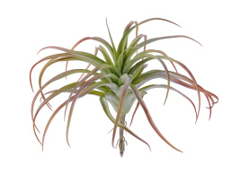 Тилландсия розетка св.зелёная с бордо припылённая