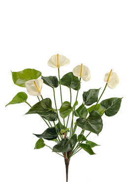 Антуриум куст де люкс кремовый