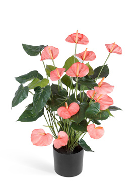 Антуриум Де Люкс большой куст нежно-розовый в кашпо