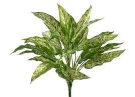 Аглаонема зелёно-жёлтая куст