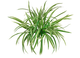 Хлорофитум бело-зелёный куст большой