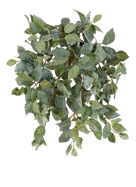 Фиттония Свит ампельная припылённая