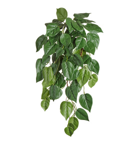 Филодендрон куст ампельный (серия FR - огнезащита)