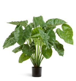 Алоказия Калидора куст большой