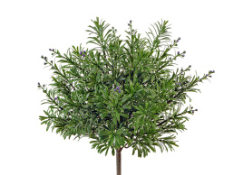 Кроссостефиум (Миллер) зелёный куст с фиолет.завязями