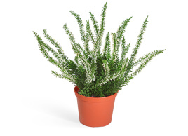 Эрика (вереск) куст белый