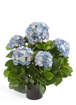 Гортензия куст тёмно-голубой большой в горшке