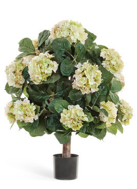 Гортензия куст Макси кремово-зелёный в горшке