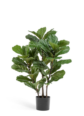 Фикус Лирата куст на стволах