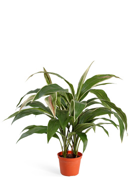 Кордилина куст в горшке