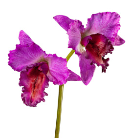 Орхидея Каттлея крупная темно-сирен 42 см 2 цв