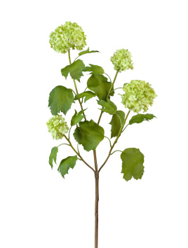 Калина бульдонеж (Вибурнум)  св.зелёная