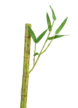 Бамбук стебель длинный св.зелёный с веточкой