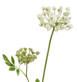 Анна Королевская Мидл Кружевная бело-зелёная