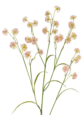 Астранция Вайлд нежно-розовая