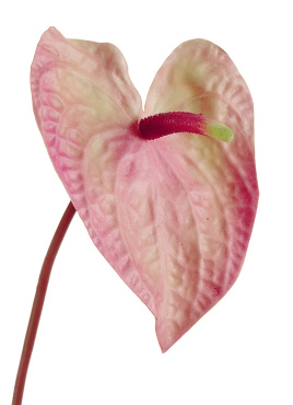 Антуриум Макс нежно-розовый с кремово-зелёным