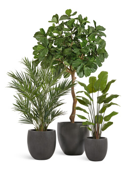 Сет № 20 - Композиция с Фикусом Лирата Гигант и Стрелицией в кашпо Treez Effectory Beton