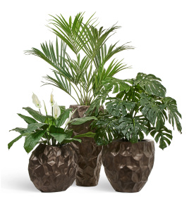 Сет № 40 - Композиция с Пальмой Ховея кашпо Treez Effectory Metal Design Crumple Чернёная бронза