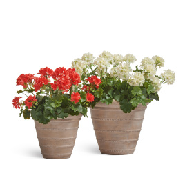 Сет № 96 - Композиция с геранью в кашпо Treez Effectory Italica