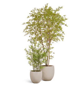 Сет № 113 - Композиция с кленом в кашпо Treez Effectory Beton