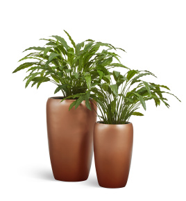 Сет № 115 - Композиция с калатеями в кашпо Treez Effectory Metal