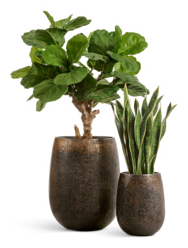 Сет № 146 - Композиция с Сансевиерией и Фикусом Лирата в кашпо Treez Effectory Metal