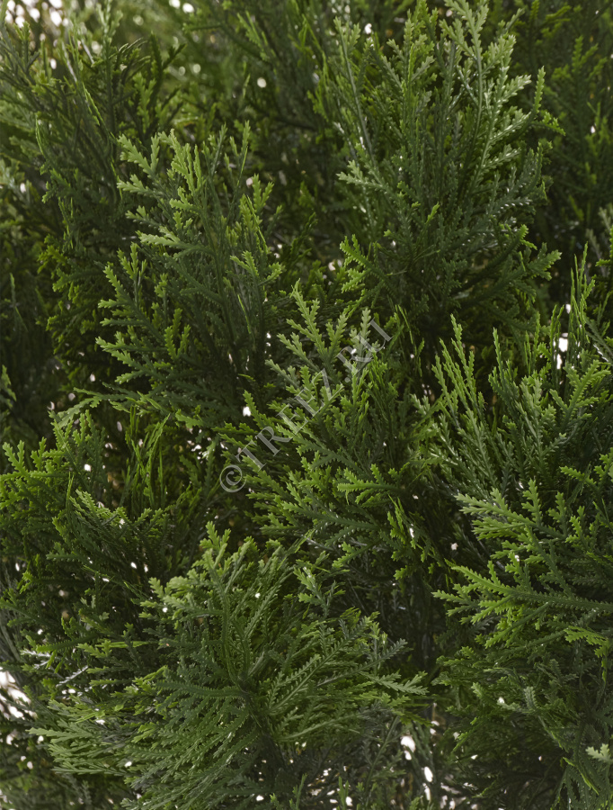 Туя Брабант пушистая шаровидная уличная фото