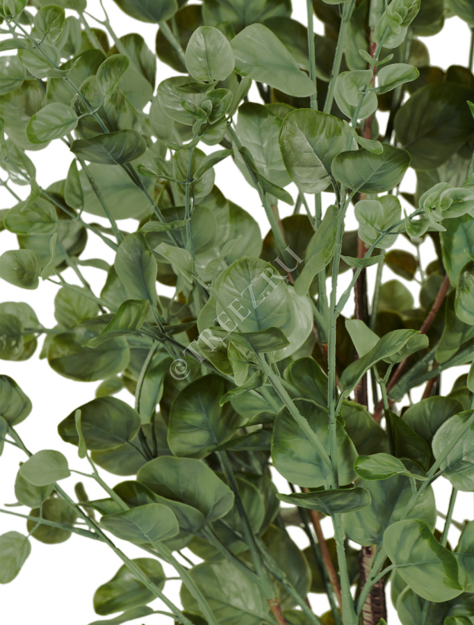 Эвкалипт куст припылённо-зелёный фото